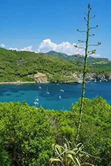 Agave Prints: Italy, Tuscany, Elba. The view of the bay of Margidore near to Lacona seen from the footpath that leads to Capo Stella