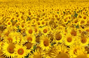 Images Dated 27th June 2011: Italy, Tuscany; Field of blooming sunflowers