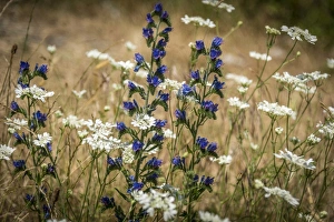 Images Dated 13th June 2017: Italy, Tuscany, a flowering meadow in Lunigiana