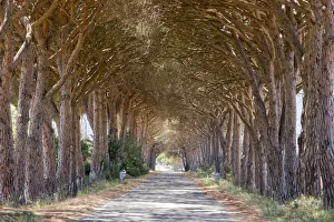 Italy. Tuscany. Grosseto district. Maremma. Alberese