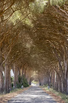 Italy. Tuscany. Grosseto district. Maremma. Alberese
