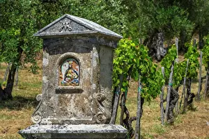 Mary Prints: Italy, Tuscany. A little Madonna shrine in a vineyard in the Chianti area near to Castelnuovo Berardenga
