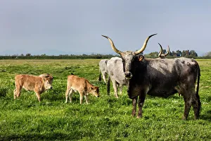 Cattle Prints: Italy, Tuscany, Maremmen landscape, Maremmen cows, near Grosseto town