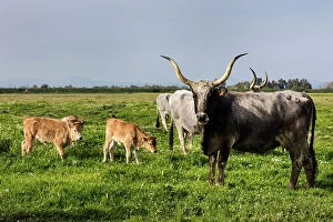 Italy, Tuscany, Maremmen landscape, Maremmen cows, near Grosseto town