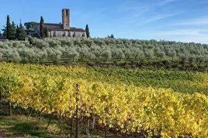 Italy, Tuscany, Monte Oliveto church, vineyard, olive trees