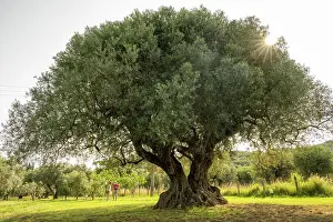 Italy, Tuscany. The old olive tree at a farmhouse near to Castagneto Carducci