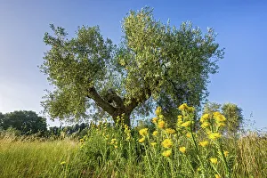 Olive Tree Prints: Italy, Tuscany, olive tree, near Talamone