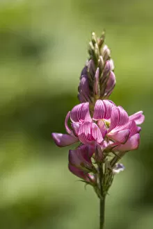 Italy, Tuscany, an orchid in Lunigiana