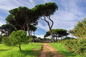 Italy, Tuscany, pine trees, golf of Baratti, near Populonia