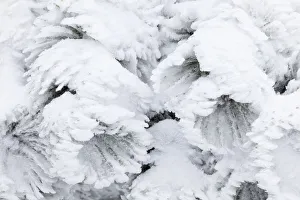 Appennines Prints: Italy, Tuscany, Plants covered by ice