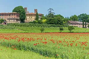 Images Dated 6th September 2022: Italy, Tuscany, poppy field, Lucignano d Arbia village