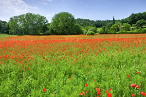 Poppy Prints: Italy, Tuscany, poppy field near Chiusi village
