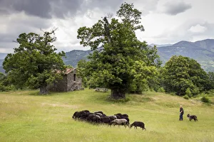 Lucca Prints: Italy, Tuscany, Serchio Valley, A shepherd with black sheeps in the pastures of Il Ciocco