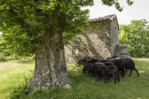 Lucca Prints: Italy, Tuscany, Serchio Valley, Black sheeps in the pastures of Il Ciocco farmstead