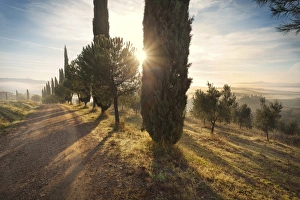 Italy, Tuscany, Siena district, Orcia Valley, countryroad near San Quirico d Orcia