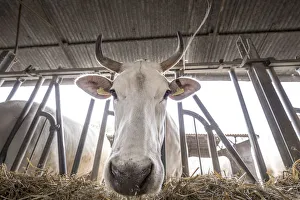 Italy. Tuscany. Siena District. Sinalunga. Tenuta La Fratta. Cowbarn of Chianina Cow