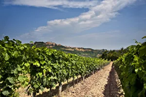Italy, Tuscany, Siena district, Val di Chiana, Montepulciano, vineyard
