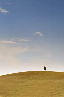 Italy, Tuscany, Siena district, Orcia Valley. alone tree