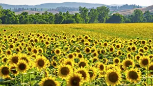 Sunflower Prints: Italy, Tuscany. A sunflower field near to Buonconvento