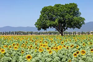 Italy, Tuscany, sunflowers near Castiglione della Pescaia