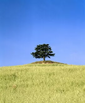 Italy, Tuscany, Trees, Singular tree on hilltop