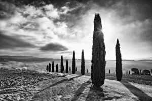 Black and White Gallery: Italy, Tuscany, Val d Orcia listed as World Heritage by UNESCO, rows of backlit cypress