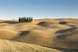 Italy, Tuscany, Val d Orcia listed as World Heritage by UNESCO, clump of cypress