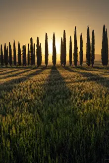 Valdorcia Prints: Italy, Tuscany, Val d Orcia: Poggio Covili fields painted in gold