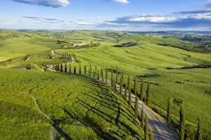 Italy, Tuscany, Val d Orcia, Siena Province, Cypress tree road leading to