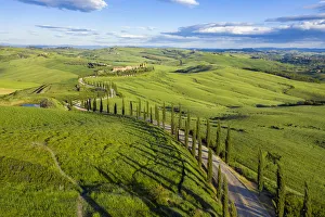 Cypress Trees Prints: Italy, Tuscany, Val d Orcia, Siena Province, Cypress tree road leading to