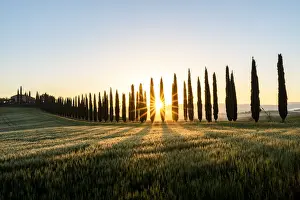 Produce Prints: Italy, Tuscany, Val d orcia: the Sun rises over the Poggio Covili farm