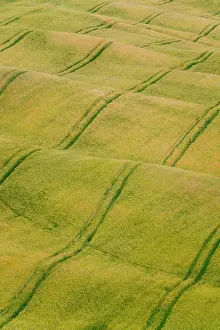 Harvest Prints: Italy, Tuscany, Val d'Orcia: Tractor tracks across rolling fields of crops
