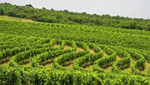 Chianti Prints: Italy, Tuscany. A vineyard in the Chianti area near to Castelnuovo Berardenga