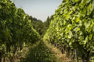 Italy, Tuscany, a vineyard in Lunigiana near to Licciana Nardi