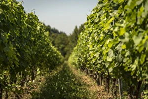 Images Dated 13th June 2017: Italy, Tuscany, a vineyard in Lunigiana near to Licciana Nardi