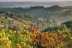 Images Dated 6th September 2022: Italy, Tuscany, vineyard, near San Gimignano