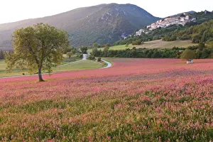 Norcia Prints: Italy, Umbria, Campi. A field of sainfoin outside the small and ancient village of Campi
