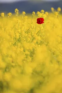 Norcia Prints: Italy, Umbria, Lone poppyin field of Rape Seed