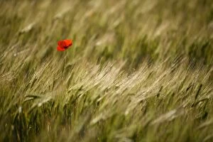 Italy, Umbria, Norcia. A single poppy in a field of barley near Norcia