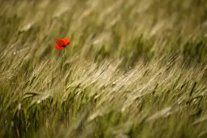 Norcia Prints: Italy, Umbria, Norcia. A single poppy in a field of barley near Norcia