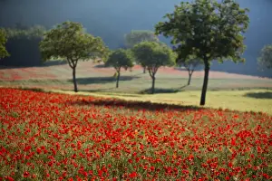 Italy, Umbria, Norcia. Walnut trees in fields of poppies near Norcia, bathed in evening light