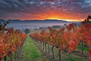 Foliage Collection: Italy, Umbria, Perugia district. Autumnal Vineyards near Montefalco