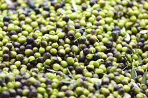 Italy, Umbria, Perugia district, Montefalco, production olive oil