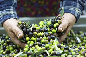 Machinery Prints: Italy, Umbria, Perugia district, Montefalco, production olive oil