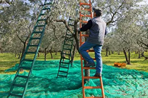 Italy, Umbria, Perugia district, Trevi, olive harvesting