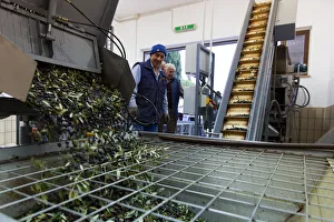 Italy, Umbria, Perugia district, Montefalco, production olive oil