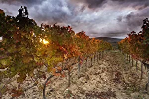 Images Dated 23rd January 2012: Italy, Umbria, Perugia district. Autumnal Vineyards near Montefalco