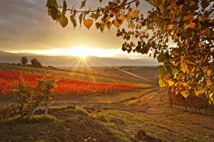 Images Dated 16th May 2012: Italy, Umbria, Perugia district. Autumnal Vineyards near Montefalco
