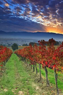 Images Dated 14th May 2013: Italy, Umbria, Perugia district. Autumnal Vineyards near Montefalco