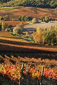 Images Dated 23rd January 2012: Italy, Umbria, Perugia district. Autumnal Vineyards near Montefalco